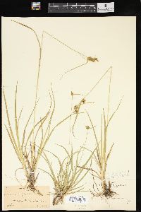 Carex flava image