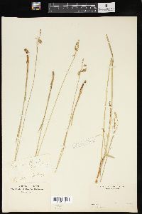Carex lenta image