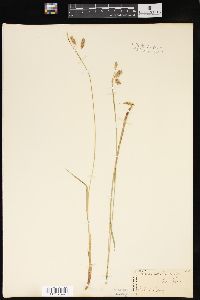 Carex lenta image