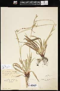 Carex debilis var. rudgei image