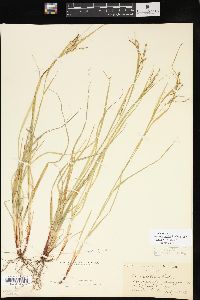 Carex debilis var. rudgei image