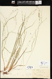 Carex debilis var. rudgei image