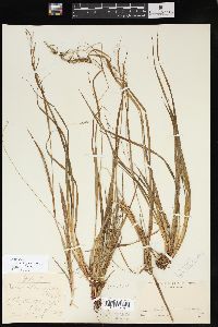 Carex debilis var. rudgei image