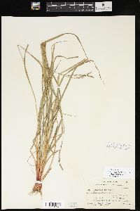 Carex debilis var. rudgei image