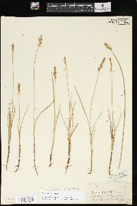 Carex foenea image