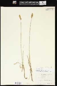 Carex foenea image