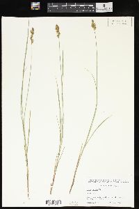 Carex foenea image