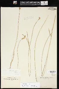 Carex foenea image