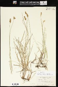 Carex foenea image