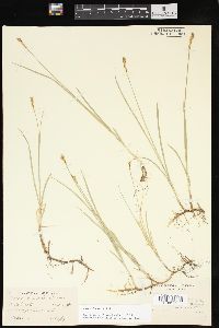 Carex foenea image