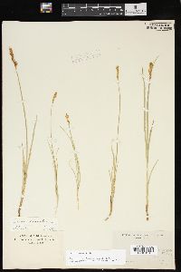 Carex foenea image