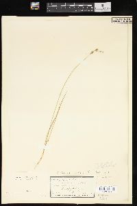 Carex foenea image