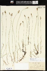 Carex foenea image