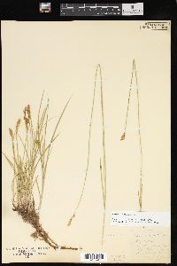 Carex foenea image