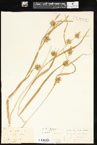 Carex folliculata image