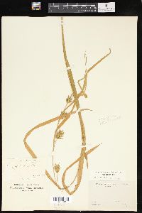 Carex folliculata image