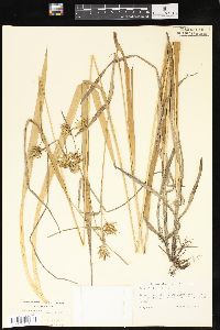 Carex folliculata image