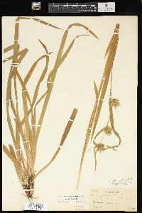 Carex folliculata image