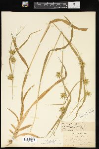 Carex folliculata image