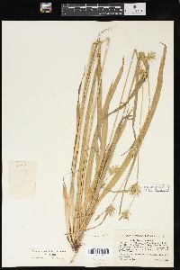 Carex folliculata image