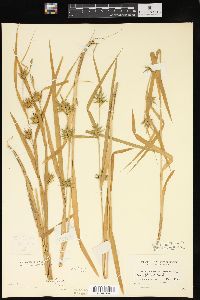 Carex folliculata image