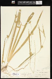 Carex folliculata image