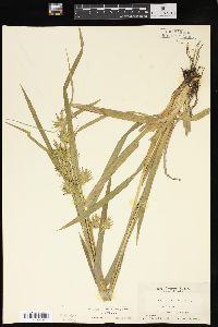 Carex folliculata image