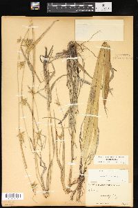 Carex folliculata image