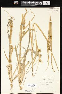 Carex folliculata image