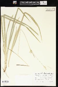 Carex folliculata image