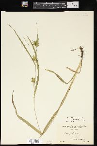 Carex folliculata image