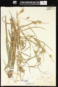 Carex folliculata image