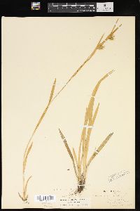 Carex folliculata image