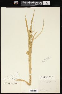 Carex folliculata image