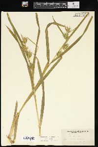 Carex folliculata image