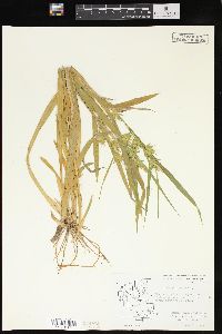 Carex folliculata image