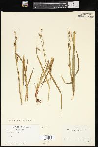 Carex formosa image