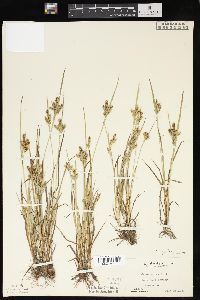 Carex garberi image