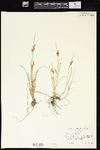 Carex garberi image