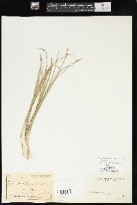 Carex geyeri image