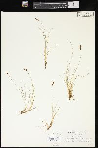 Carex glareosa image