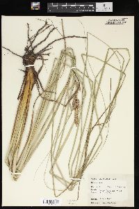 Carex glaucescens image