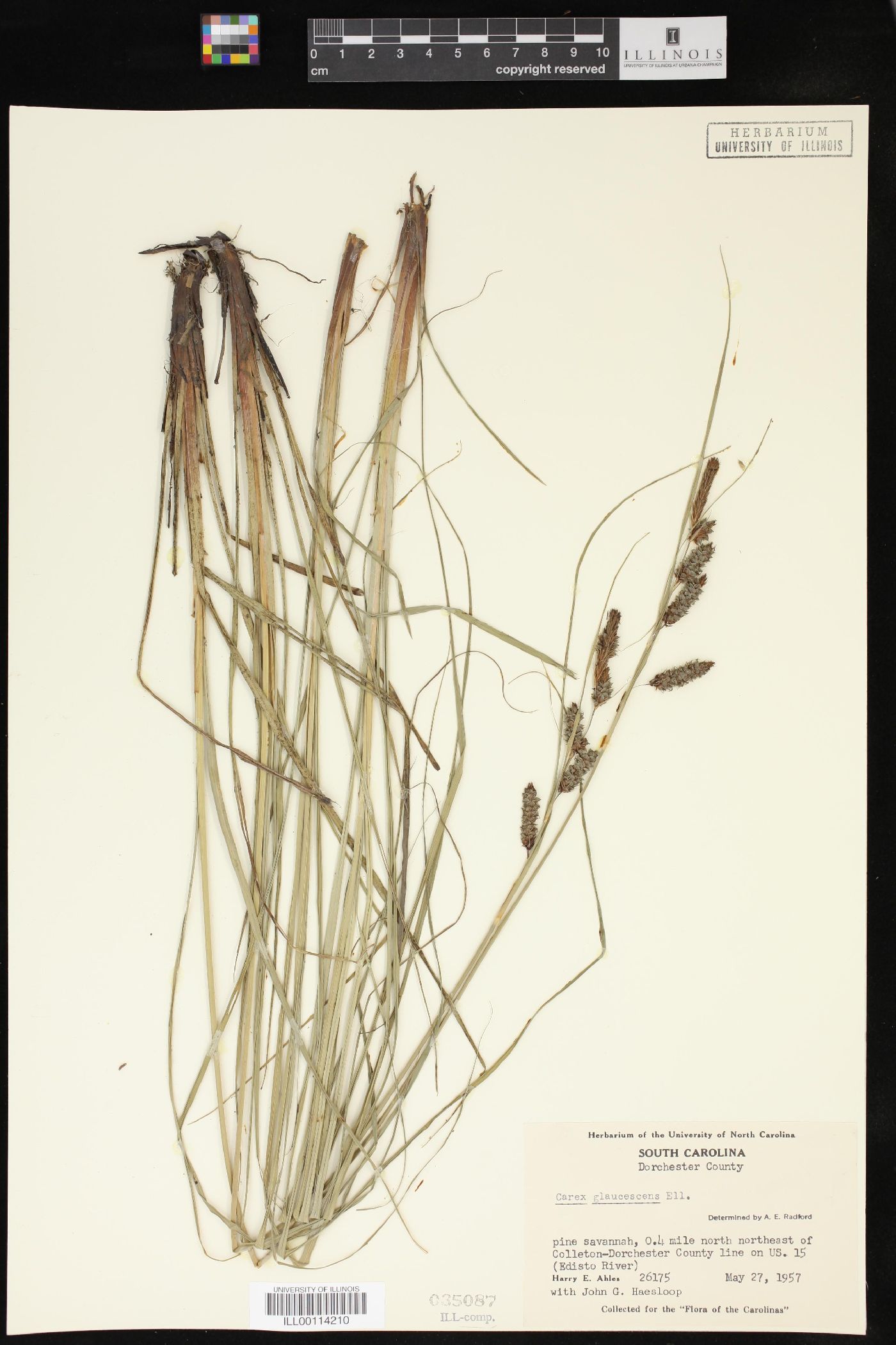 Carex glaucescens image