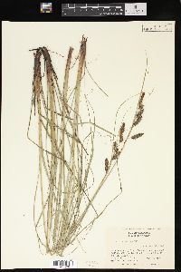 Carex glaucescens image