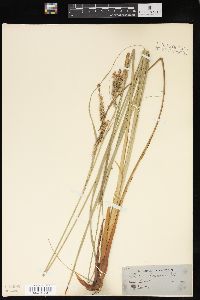 Carex glaucescens image