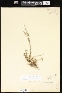 Carex glaucodea image