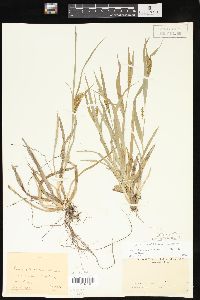 Carex glaucodea image