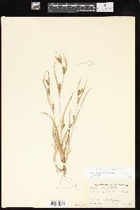 Carex glaucodea image