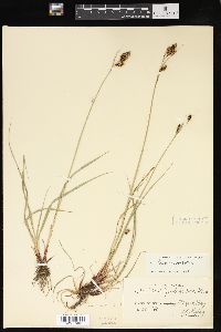 Carex gmelinii image