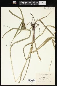 Carex grayi image